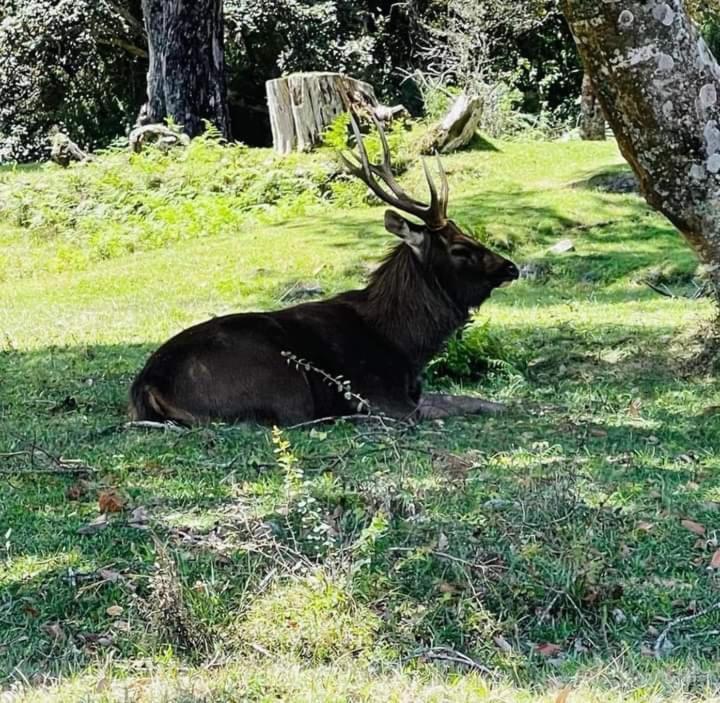 Dinimuthu Rest Inn Wellawaya Kültér fotó
